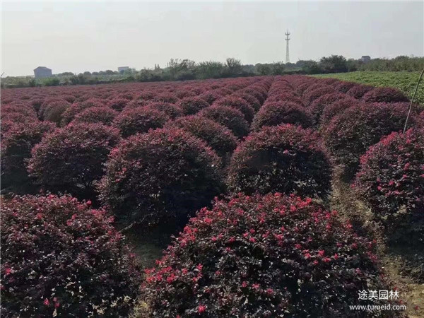 紅花檵木圖片