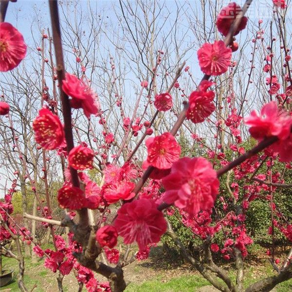 骨里紅梅花圖片