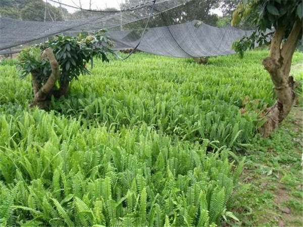 腎蕨基地實拍圖片