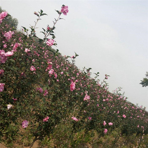 木槿基地實拍圖片