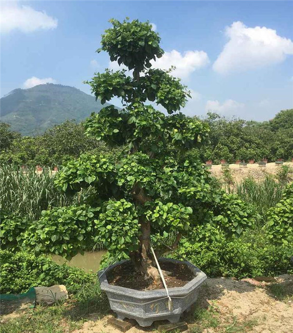 盆栽三角梅未開花時圖片