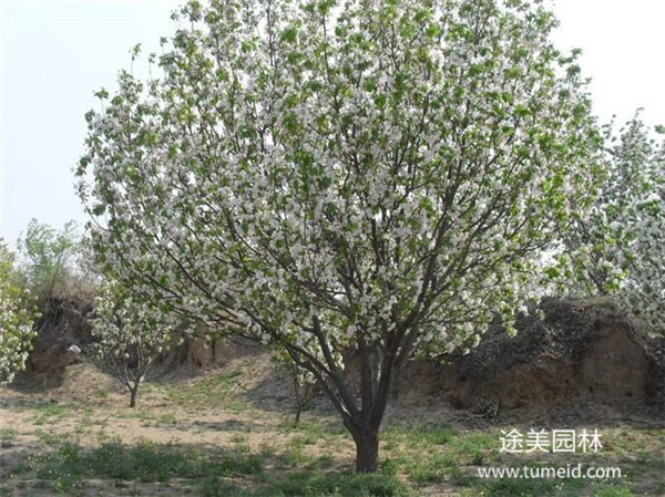 八棱海棠基地實拍圖片