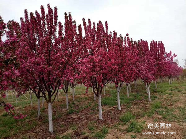 北美海棠基地實拍圖片