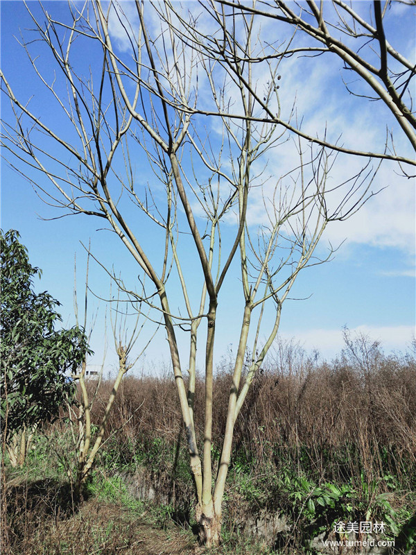 湖北藍(lán)花楹基地