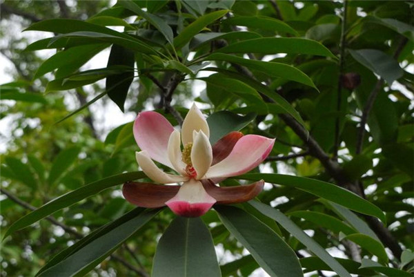 紅花木蓮基地實拍圖