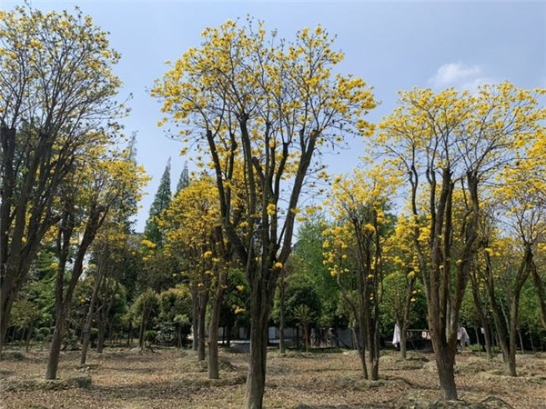 黃花風鈴木