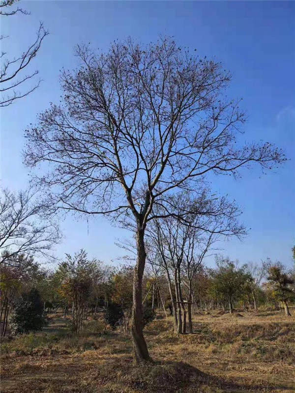 櫸樹基地實(shí)拍圖