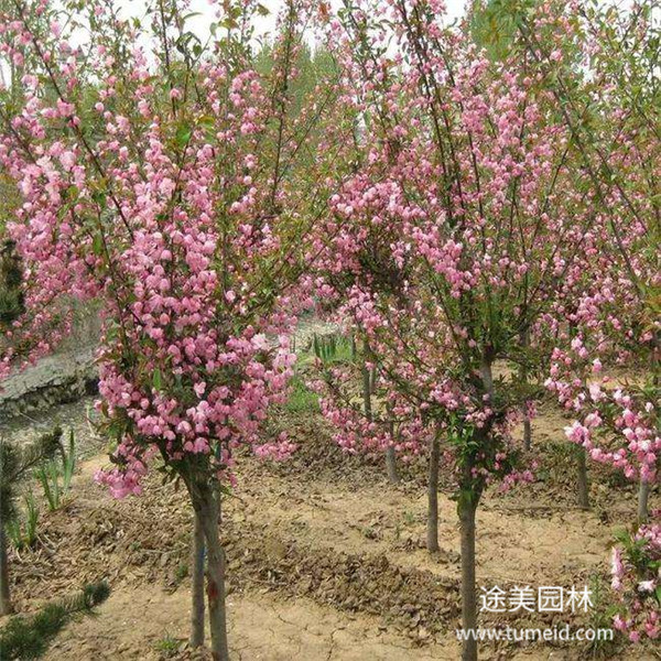 貴州西府海棠圖片