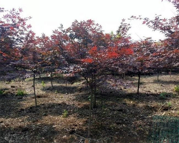 日本紅楓圖片